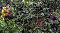 Moins de droits de douane sur le café et les bananes ? Washington semble y songer