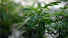 Australie: les médecins se plaignent de prescriptions excessives de cannabis médical