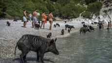 Grèce : nager avec de petits cochons noirs en mer Ionienne