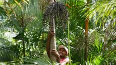 Contre la biopiraterie, le Brésil défend son açai d'Amazonie
