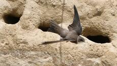 Compter les oiseaux pour mieux les protéger