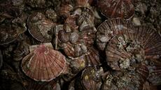 Les gisements français de coquilles Saint-Jacques se portent globalement bien, selon l'Ifremer