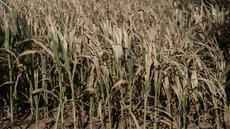 Canicules et sécheresse : un été de pertes et de désespoir pour l'agriculture
