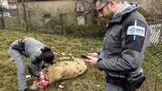 En Haute-Marne, les éleveurs en détresse tentent de se protéger du loup