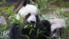A Tokyo, des admirateurs font leurs adieux aux deux uniques pandas repartant en Chine