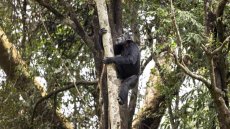 Nos cousins chimpanzés consomment eux aussi de l'alcool