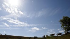 Dermatose: les exportations de jeunes bovins vont reprendre