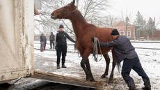 Ukraine: menacé par les frappes russes, un haras contraint d'évacuer des chevaux