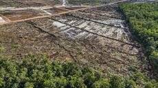Indonésie: comment la déforestation a aggravé les inondations