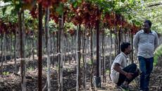 Sahyadri Farms, une coopérative modèle pour les agriculteurs indiens en grande difficulté