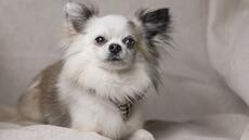 La plupart des chiens ont de l'ADN de loup, même les chihuahuas