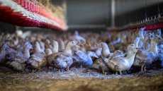 Grippe aviaire: le niveau risque désormais élevé en France, confinement des volailles