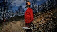 Après le grand incendie de l'été dans l'Aude, des milliers de tonnes de bois à exploiter