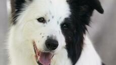 Certains chiens peuvent apprendre des mots en écoutant les conversations, selon une étude