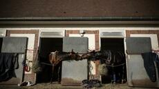 Au domaine de Grosbois, les champions trotteurs peaufinent leur forme avant l'Amérique