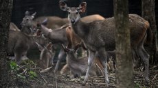 En Thaïlande, des proies lâchées dans la jungle pour sauver les tigres