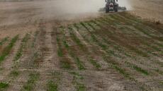 Les populations d'oiseaux des milieux agricoles en chute alarmante depuis le début du siècle, alerte la LPO