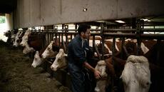 Dermatose bovine: des parlementaires appellent à anticiper la revaccination