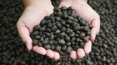 Climat: plus de chaleur est néfaste à la production de café