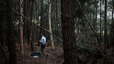 Nématode du pin: jusqu'à 4.000 euros de dédommagement de l'Etat par arbre contaminé et abattu