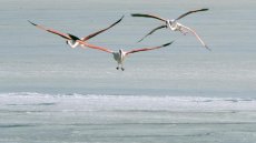 Dans le golfe du Lion, étudier les oiseaux migrateurs face aux projets d'éoliennes