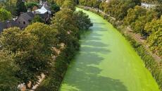 Changement climatique : en Belgique, un tapis vert sur les canaux de Gand