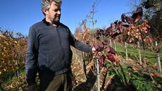 La flavescence dorée plonge les viticulteurs hongrois en plein désarroi
