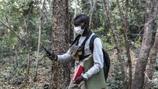 Au Sénégal: étudier les chimpanzés, loin du danger des mines d'or