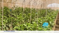 Nigeria : le développement de l'agrotech
