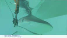 Brésil : des requins sous antidépresseurs, anxiolytiques ou cocaïne