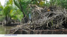 Cameroun : des mangroves en danger