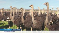 En Afrique du Sud, les éleveurs d'autruches redoutent une crise