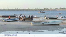 Kenya : le concombre de mer, entre succès économique et inquiétude écologique