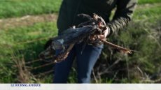 La grue bleue menacée d'extinction en Afrique du Sud