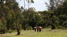 Kenya: la communauté Ogiek devant la Cour africaine des droits de l’homme pour ses terres