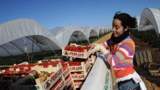 Travailleuses marocaines en Espagne: le scandale des fraises andalouses en BD