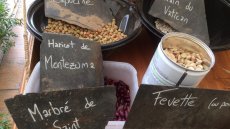 Pourquoi faut-il sauver les semences paysannes?