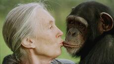 Jane Goodall, la femme chimpanzé, disparait à l'âge de 91 ans