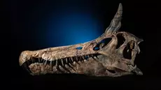 Niger : découverte du Spinosaurus, un dinosaure exceptionnel