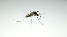 Sénégal: ce que l'on sait de la fièvre de la vallée du Rift, cette maladie qui progresse dans le nord du pays