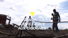 Ouganda : des villageois tuent des cigognes migratrices pour survivre
