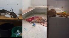 Pénuries, insalubrité, corruption... Les hôpitaux publics marocains à bout de souffle