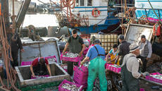 Le nouvel accord commercial UE-Maroc comprenant les produits du Sahara occidental divise