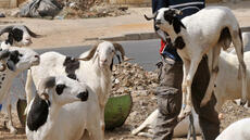 Sénégal: le gouvernement renforce la lutte contre le vol de bétail en vue de la Tabaski