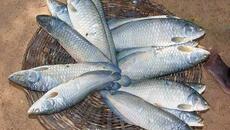 Gabon: l'énorme succès du poisson de Mayumba provoque une pénurie