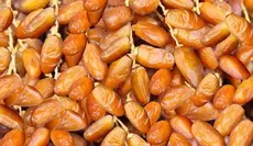 Tozeur : une récolte de dattes estimée à 62 mille tonnes