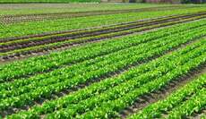 Une campagne agricole 2025-2026 sous de bons auspices dans la région Casablanca-Settat