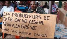 Côte d’Ivoire – Cacao : les planteurs de Daloa rejettent la grève
