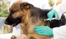 Vaccination gratuite des chiens et chats contre la rage à l'Ariana