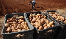 Ils appellent au boycott de la récolte de pommes de terre via TikTok et écopent de 7 ans de prison